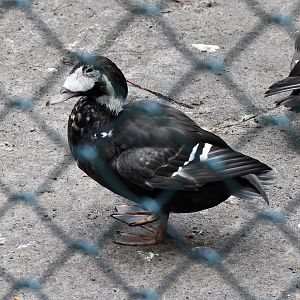 Hybrid Spectacled eider X White-winged scoter (Nov 2nd, 2019)