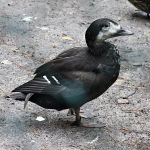 Hybrid Spectacled eider X White-winged scoter (Nov 2nd, 2019)