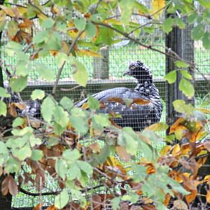 Maybe on-show soon? Horned screamer (Anhima cornuta)