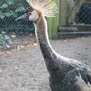 Baby Grey crowned crane (Backstage)
