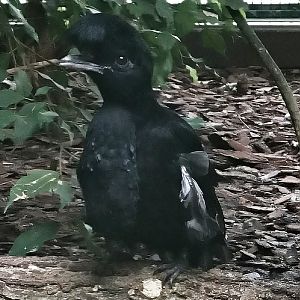 Long-wattled umbrellabird (Cephalopterus penduliger)