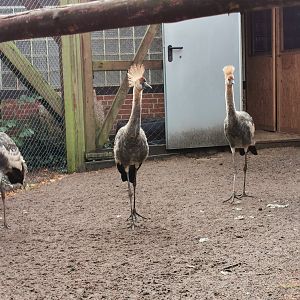 Baby Grey crowned cranes (Backstage)