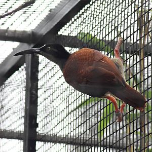 Twelve-wired bird-of-paradise (Seleucidis melanoleucus)