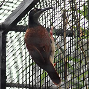 Twelve-wired bird-of-paradise (Seleucidis melanoleucus)