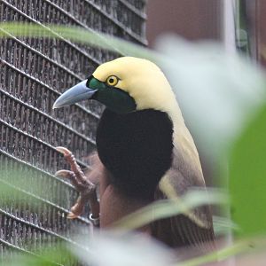 Raggiana bird-of-paradise (Paradisaea raggiana)