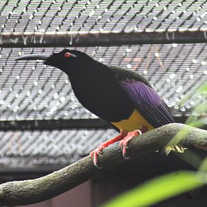 Twelve-wired bird-of-paradise (Seleucidis melanoleucus)