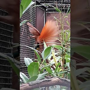 (VIDEO) Raggiana bird-of-paradise displaying (Nov 2nd, 2019)
