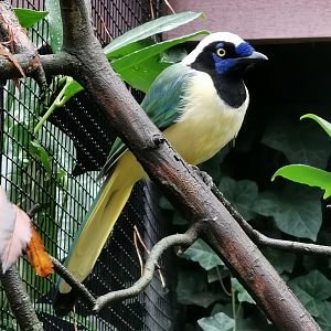 Inca jay (Cyanocorax yncas)