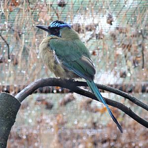Blue-crowned motmot (Momotus momota)
