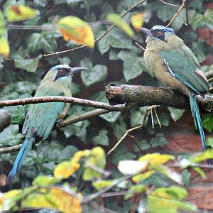 Blue-crowned motmots (Momotus momota)