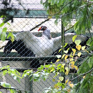 King Vulture (Sarcoramphus papa)