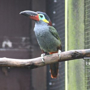 Guianan toucanet (Selenidera piperivora)