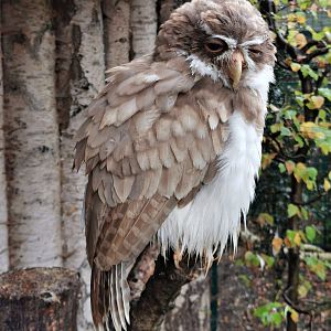 Leucistic Spectacled owl (Pulsatrix perspicillata)