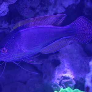 Cirrhilabrus lineatus - male