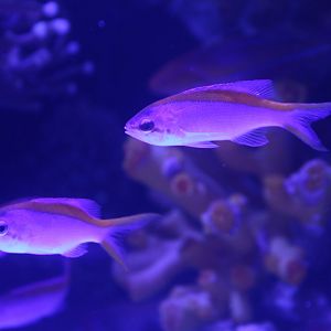 Psuedanthias tuka - females