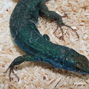 Italian wall lizard - Podarcis siculus klemmeri