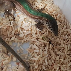 Dalmatian wall lizard - Podarcis melisellensis fiumanus