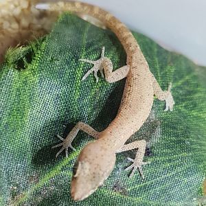 Natter's pygmy gecko - Tropiocolotes nattereri