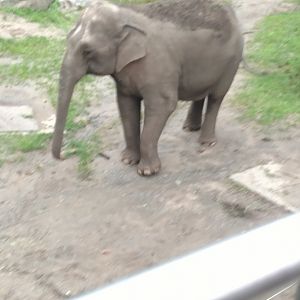 Happy, Bronx, July 2019