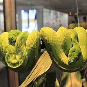 (live display) Green Tree Pythons, Morelia viridis