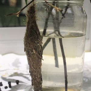 (live display) Saunder's Case Moth, Metura elongatus