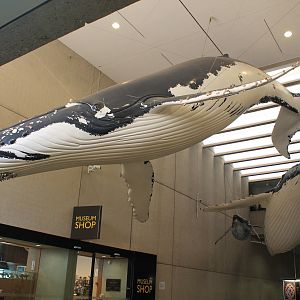 Humpback Whale models