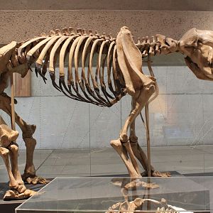 skeleton of Diprotodon optatum