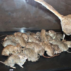 rat plague display
