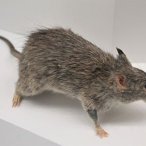 Long-haired Rat (Rattus villosissimus)