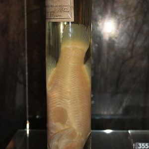 Brisbane River Cod (Maccullochella sp)