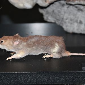 Water Mouse (Xeromys myoides)