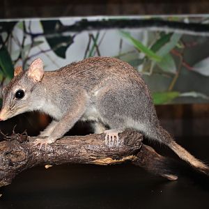 Brush-tailed Phascogale (Phascogale tapoatafa)