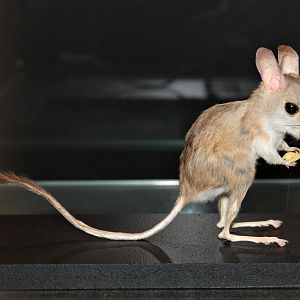 Fawn Hopping Mouse (Notomys cervinus)