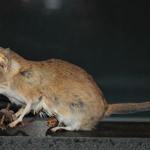 Fat-tailed Dunnart (Sminthopsis crassicaudata)