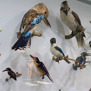 Australian kingfisher diversity