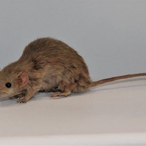 Common Planigale (Planigale maculata)