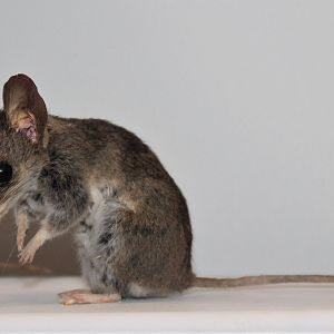 Common Dunnart (Sminthopsis murina)