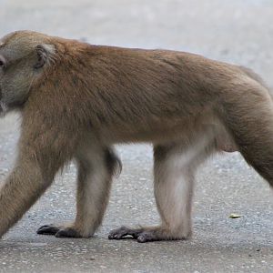 Assamese Macaque (Macaca assamensis)