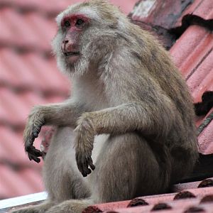 Assamese Macaque (Macaca assamensis)