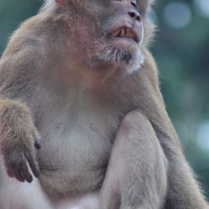 Assamese Macaque (Macaca assamensis)