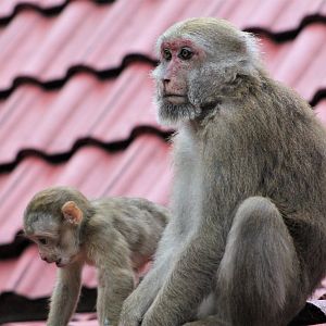Assamese Macaques (Macaca assamensis)