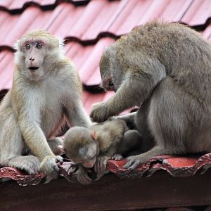 Assamese Macaques (Macaca assamensis)