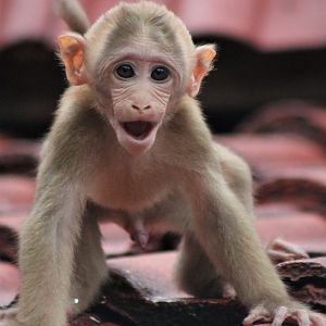 Assamese Macaque (Macaca assamensis)