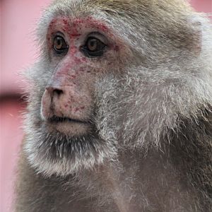 Assamese Macaque (Macaca assamensis)