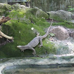 Bengal Monitor (Varanus bengalensis)