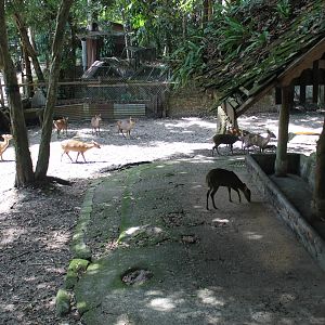 enclosure for Hog Deer
