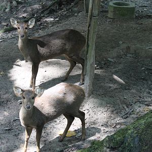 Hog Deer
