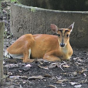Common Muntjac, female