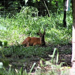 Common Muntjac, male