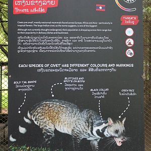 signage example (Large Indian Civet)